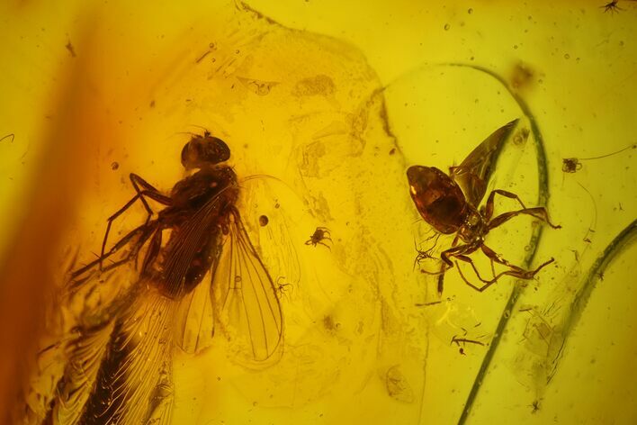Fossil Ant, Fly and Two Mites in Baltic Amber #170064